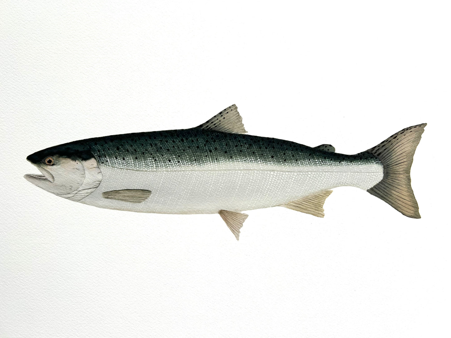 Coho Salmon
