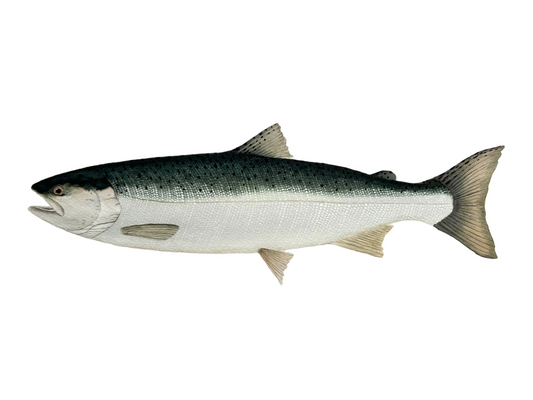 Coho Salmon