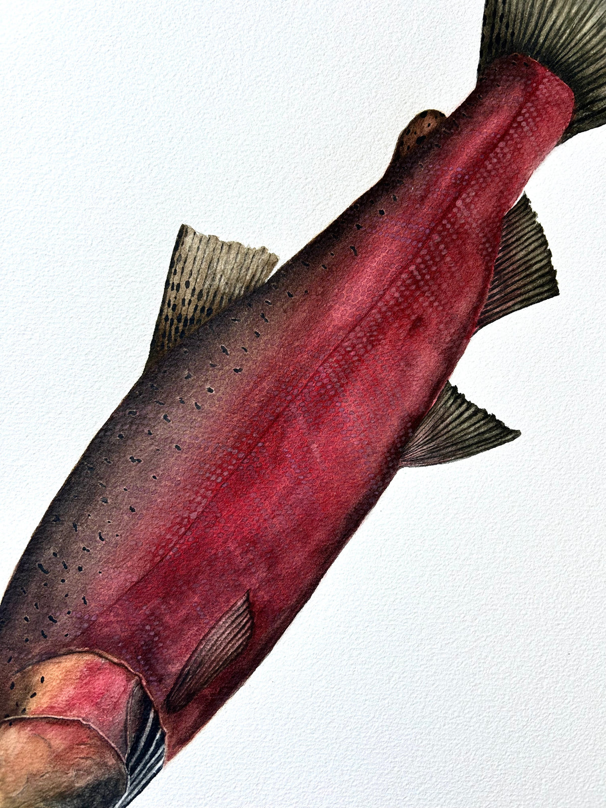 Original Spawning Coho Salmon painting  22”x30”  watercolour x gouache