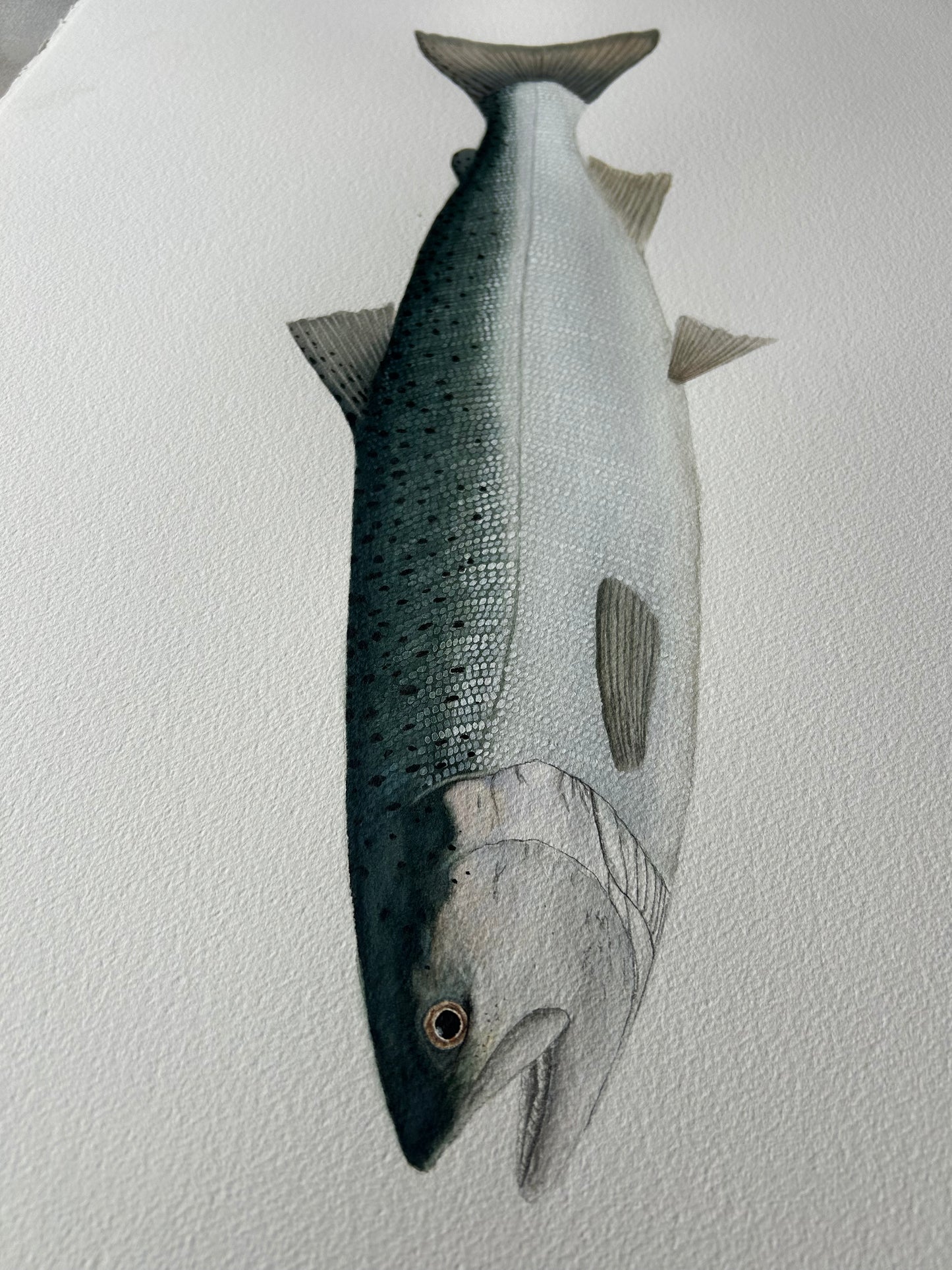 Original chrome Coho Salmon painting  22”x30”  watercolour x gouache (Copy)
