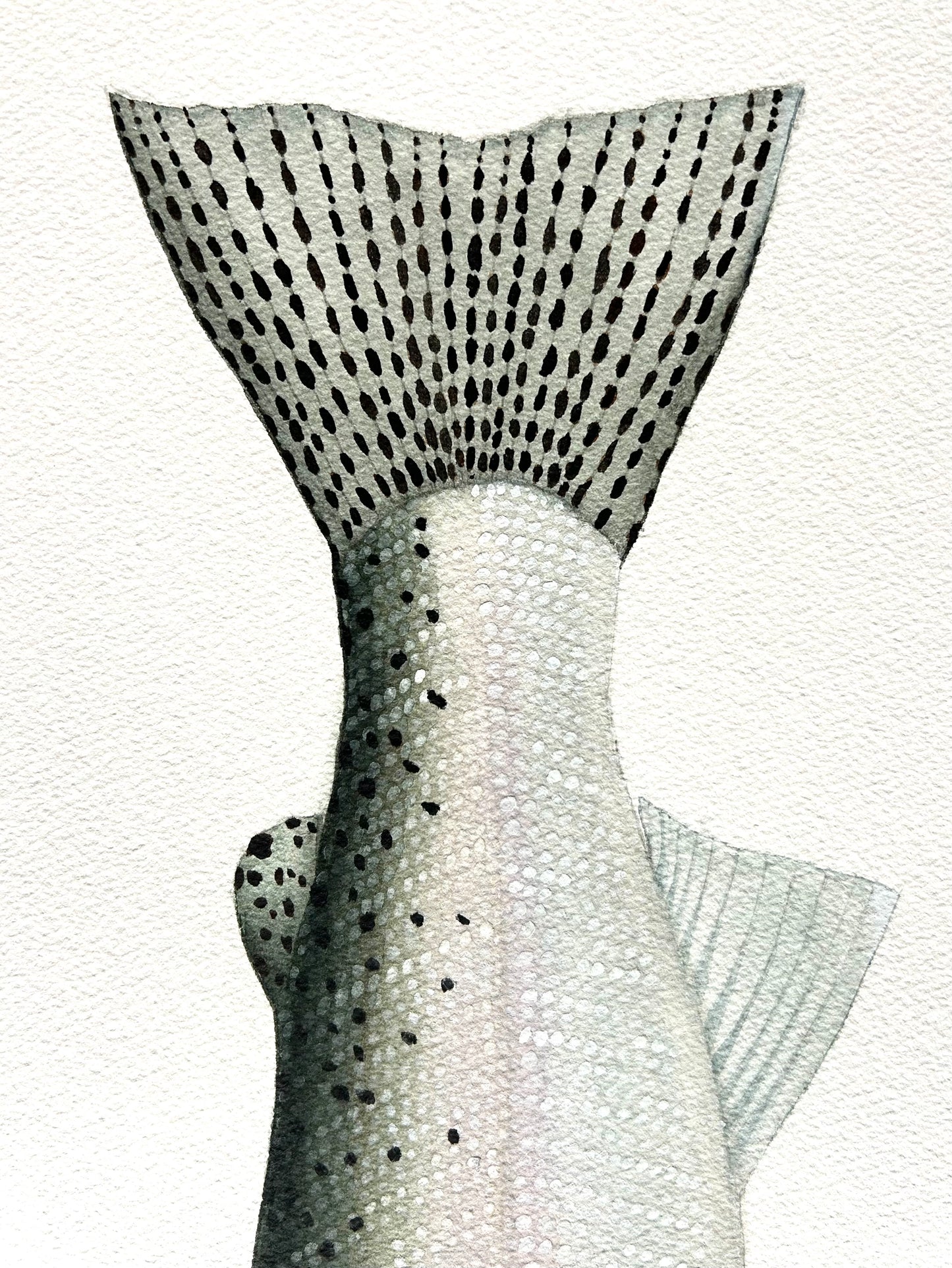 Original chrome Steelhead painting  22”x30”  watercolour x gouache