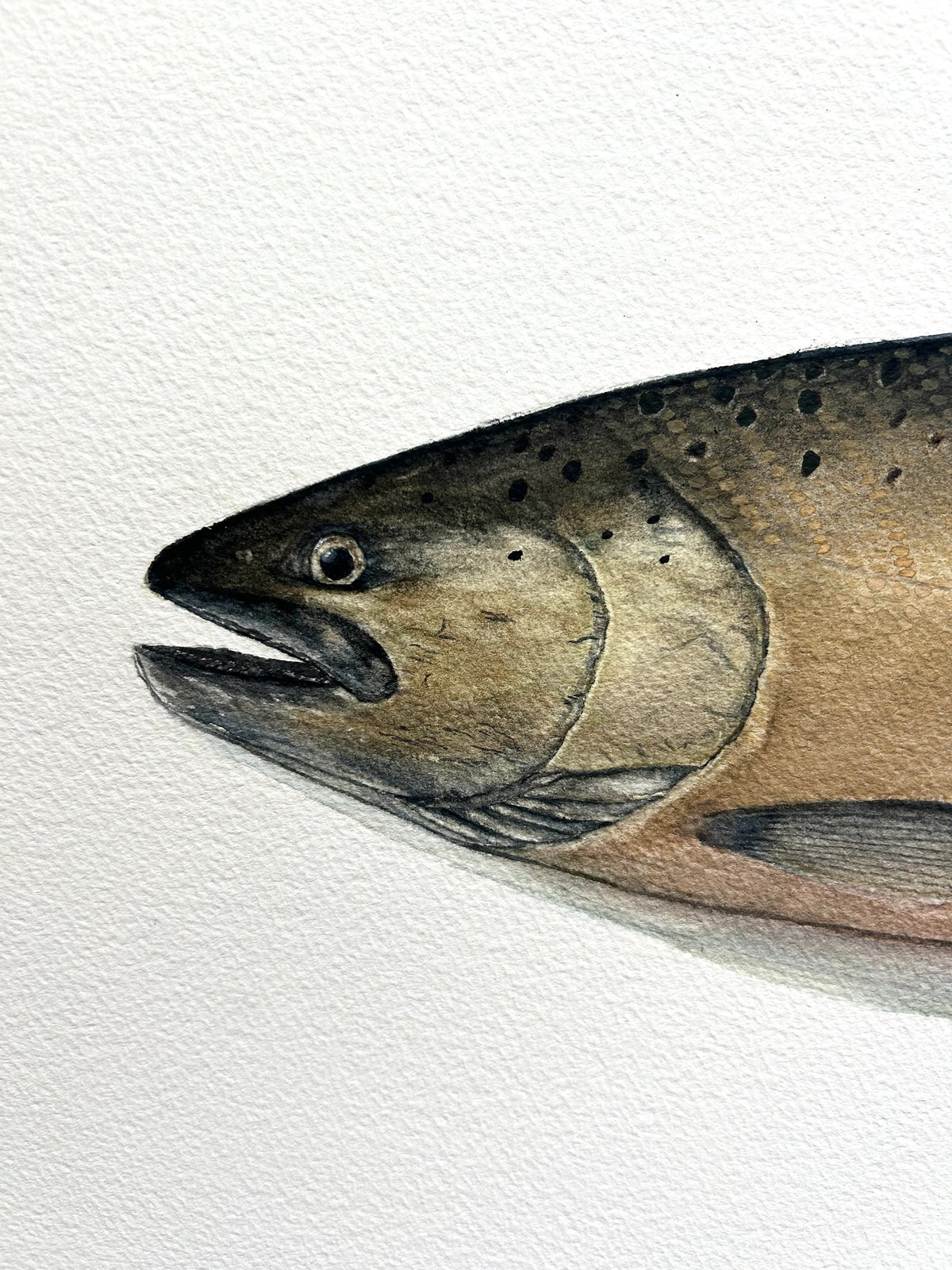 Original Chinook Salmon painting  22”x30”  watercolour x gouache