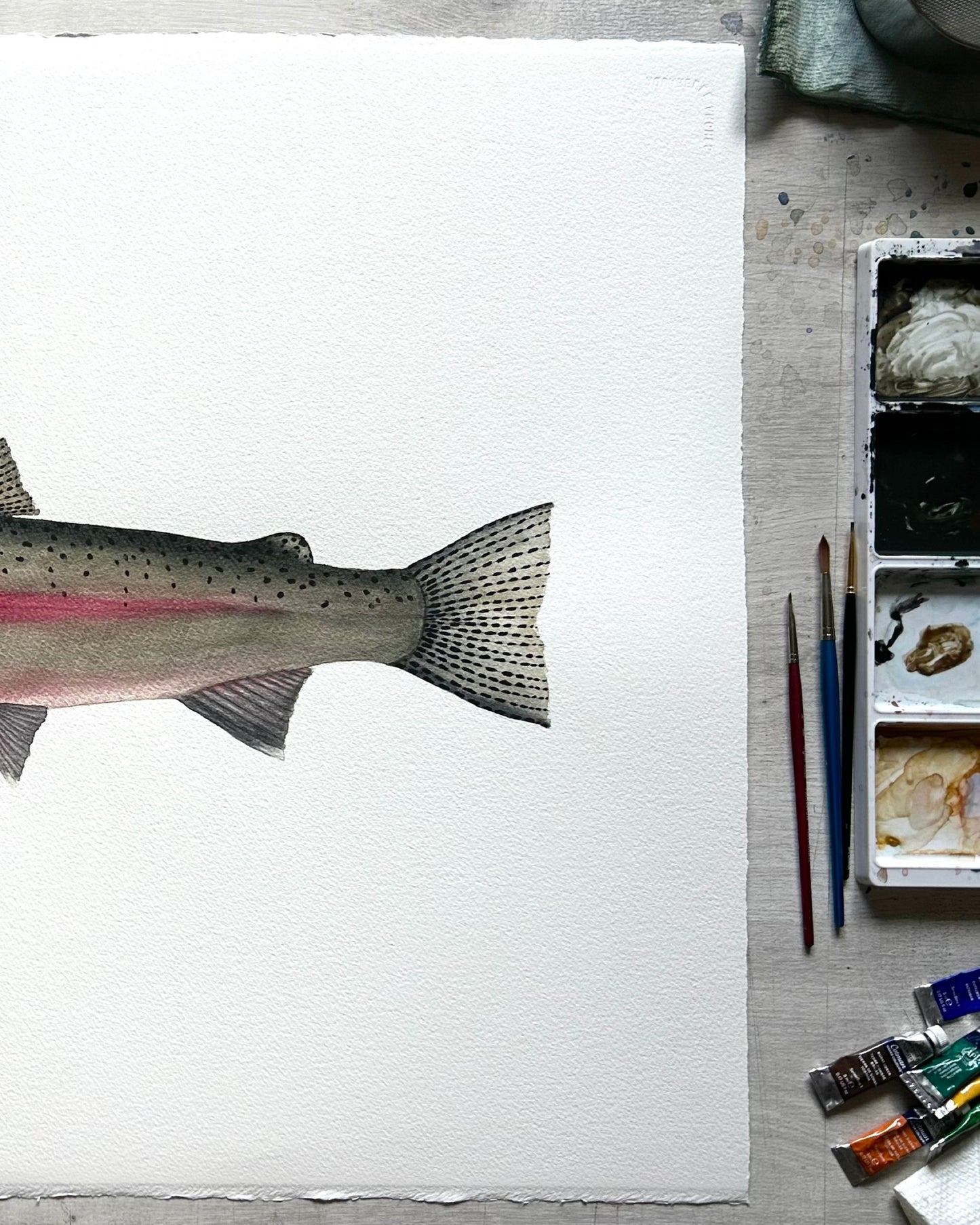 Original Spawning Steelhead painting  22”x30”  watercolour x gouache