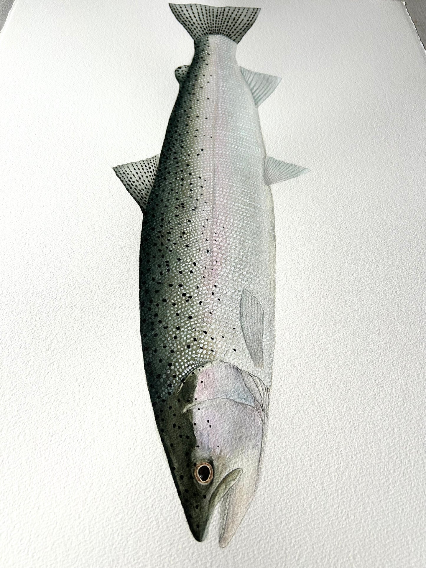 Original chrome Steelhead painting  22”x30”  watercolour x gouache