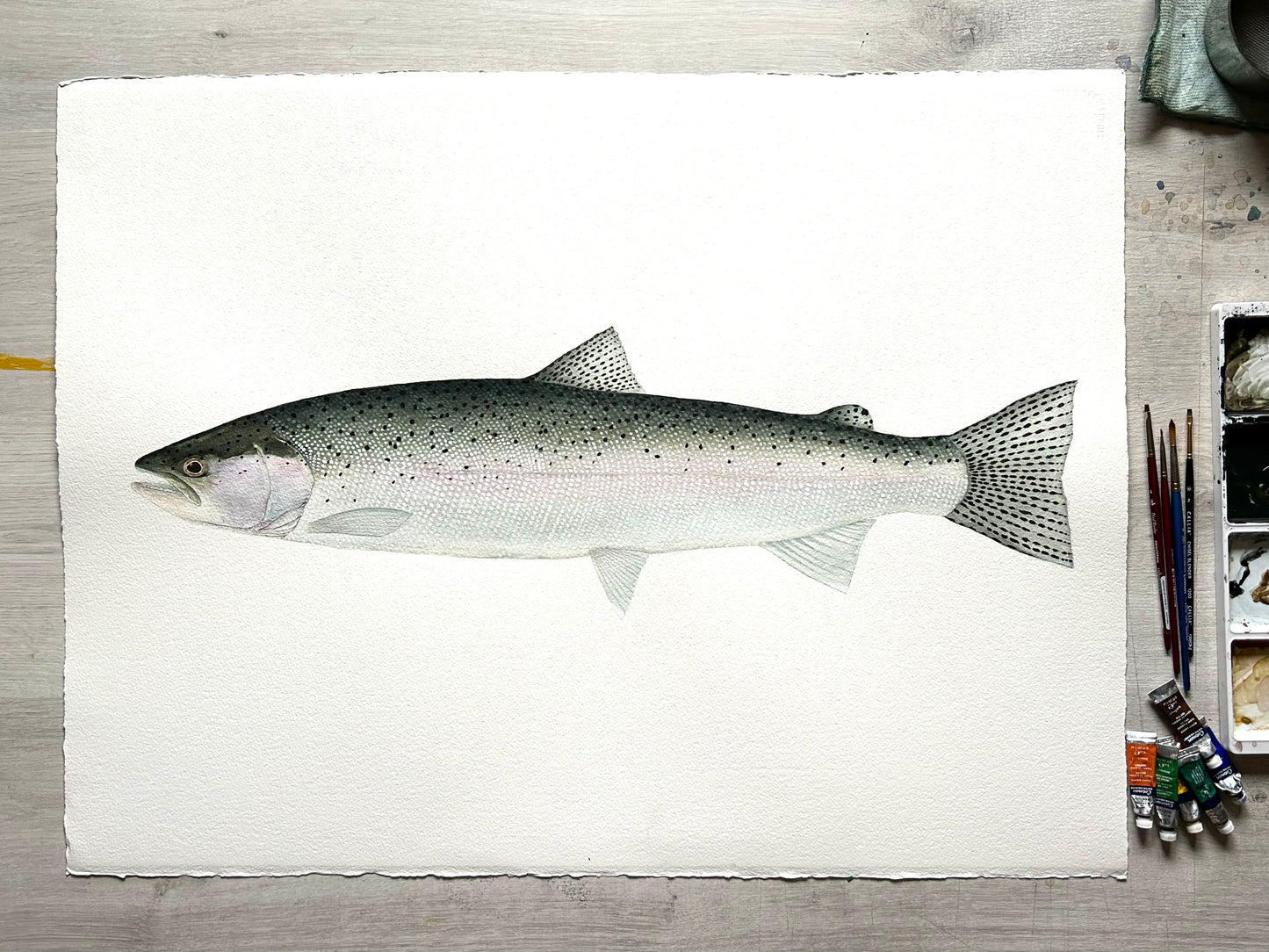 Original chrome Steelhead painting  22”x30”  watercolour x gouache