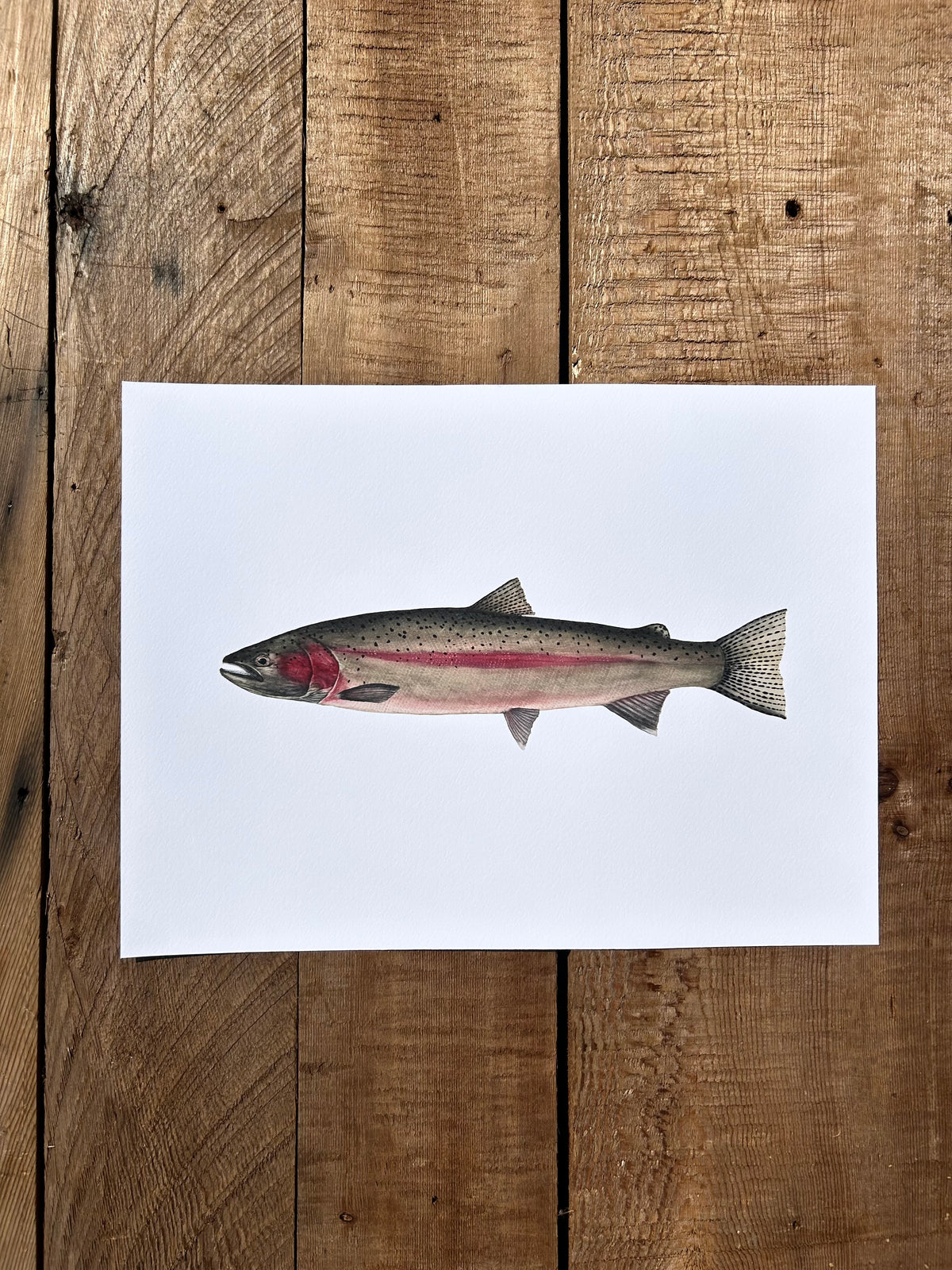 Spawning Steelhead print