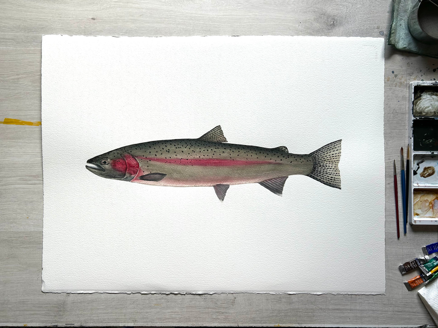 Original Spawning Steelhead painting  22”x30”  watercolour x gouache