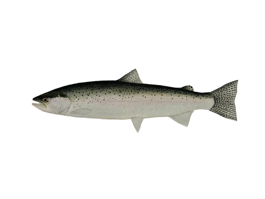 Chrome Steelhead