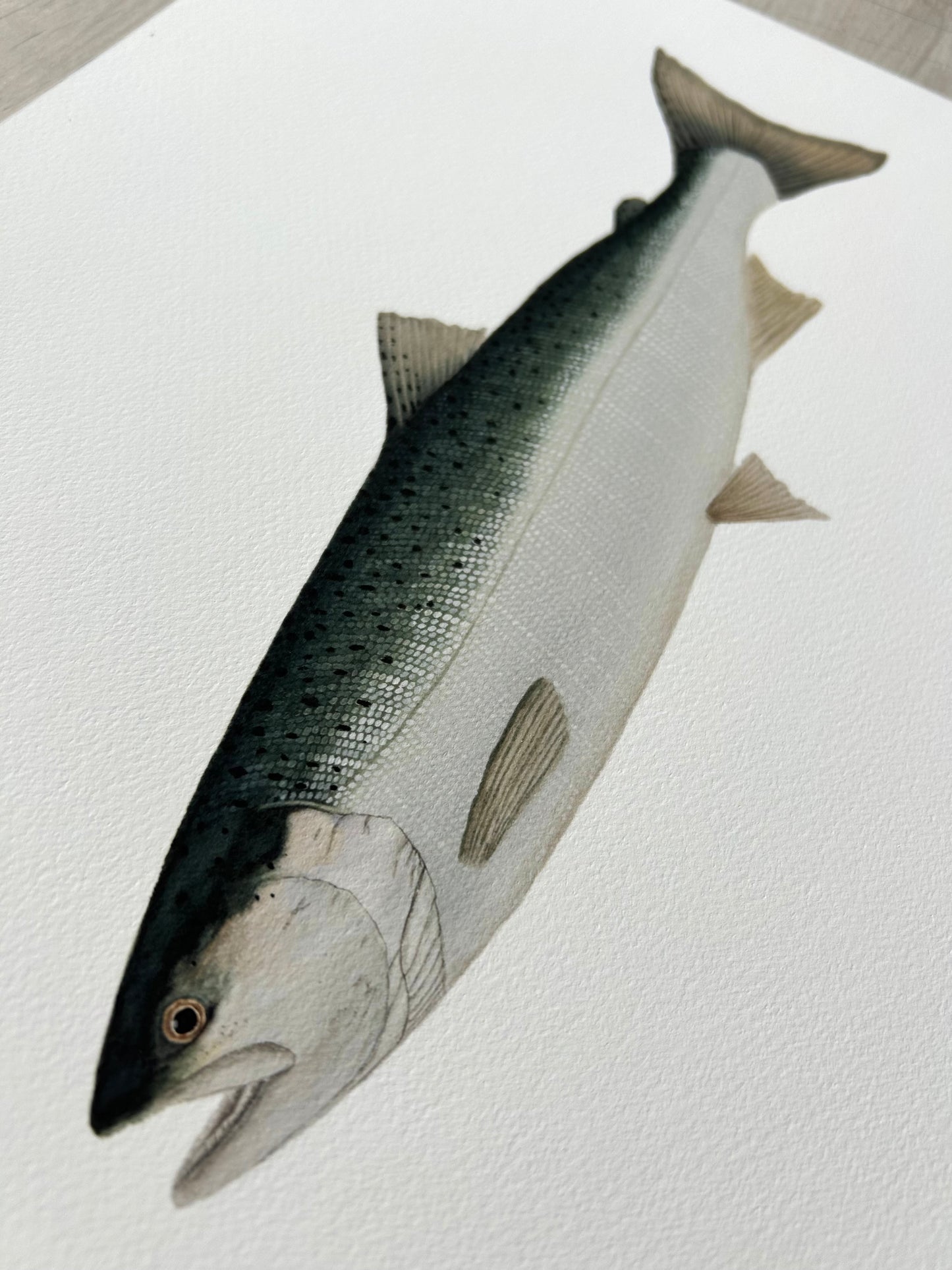 Coho Salmon