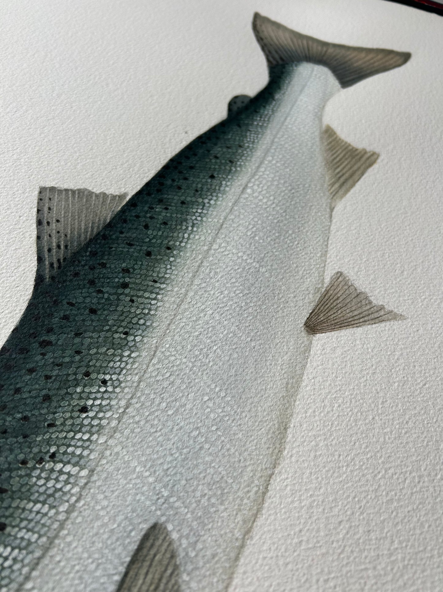 Original chrome Coho Salmon painting  22”x30”  watercolour x gouache (Copy)