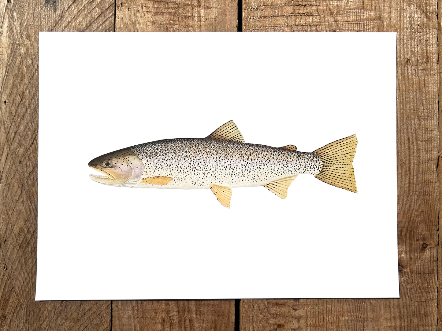 Coastal Cutthroat Trout print