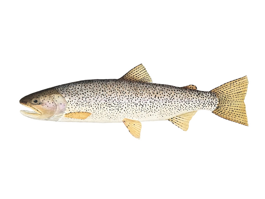 Coastal Cutthroat Trout print