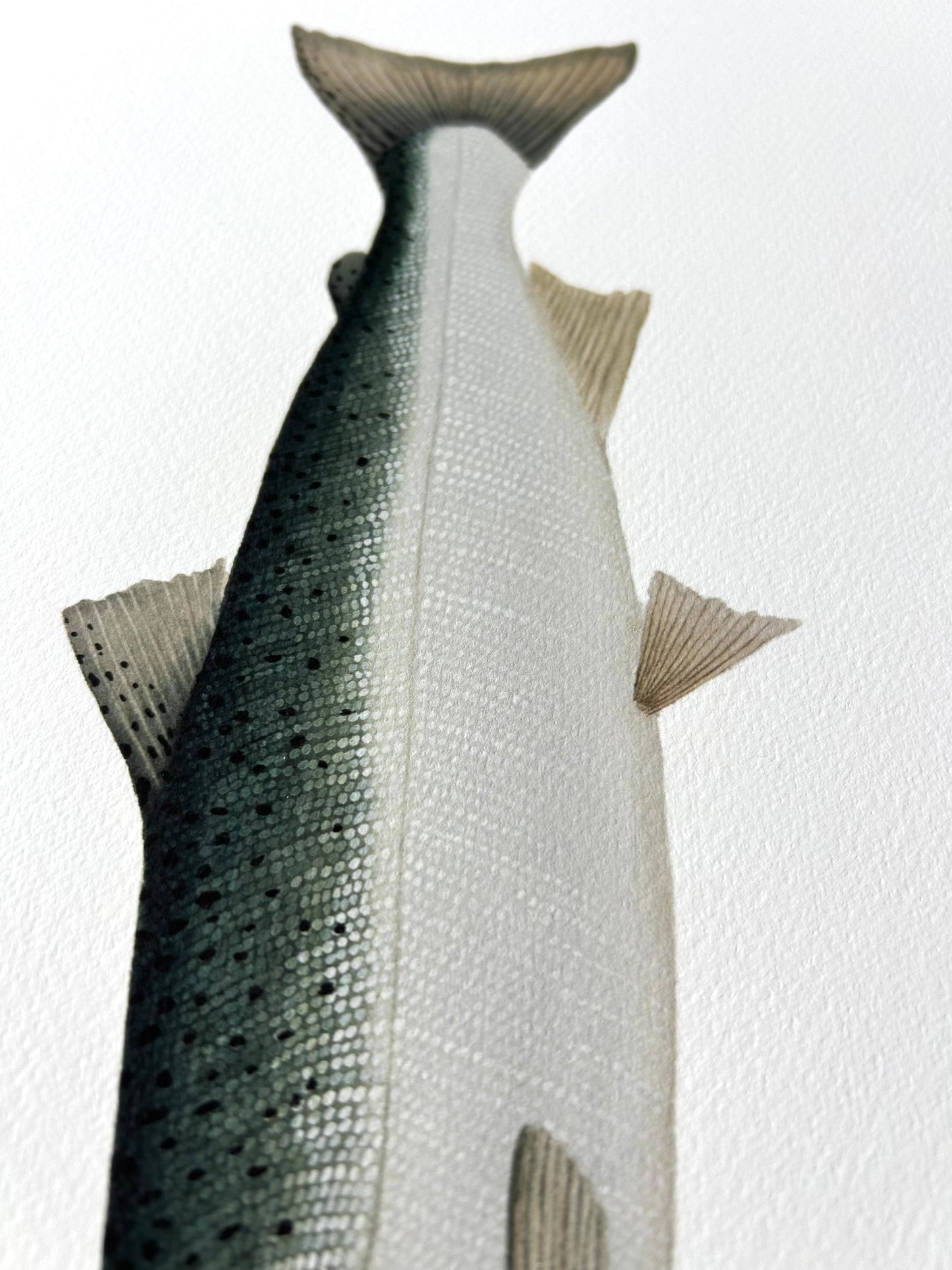 Coho Salmon