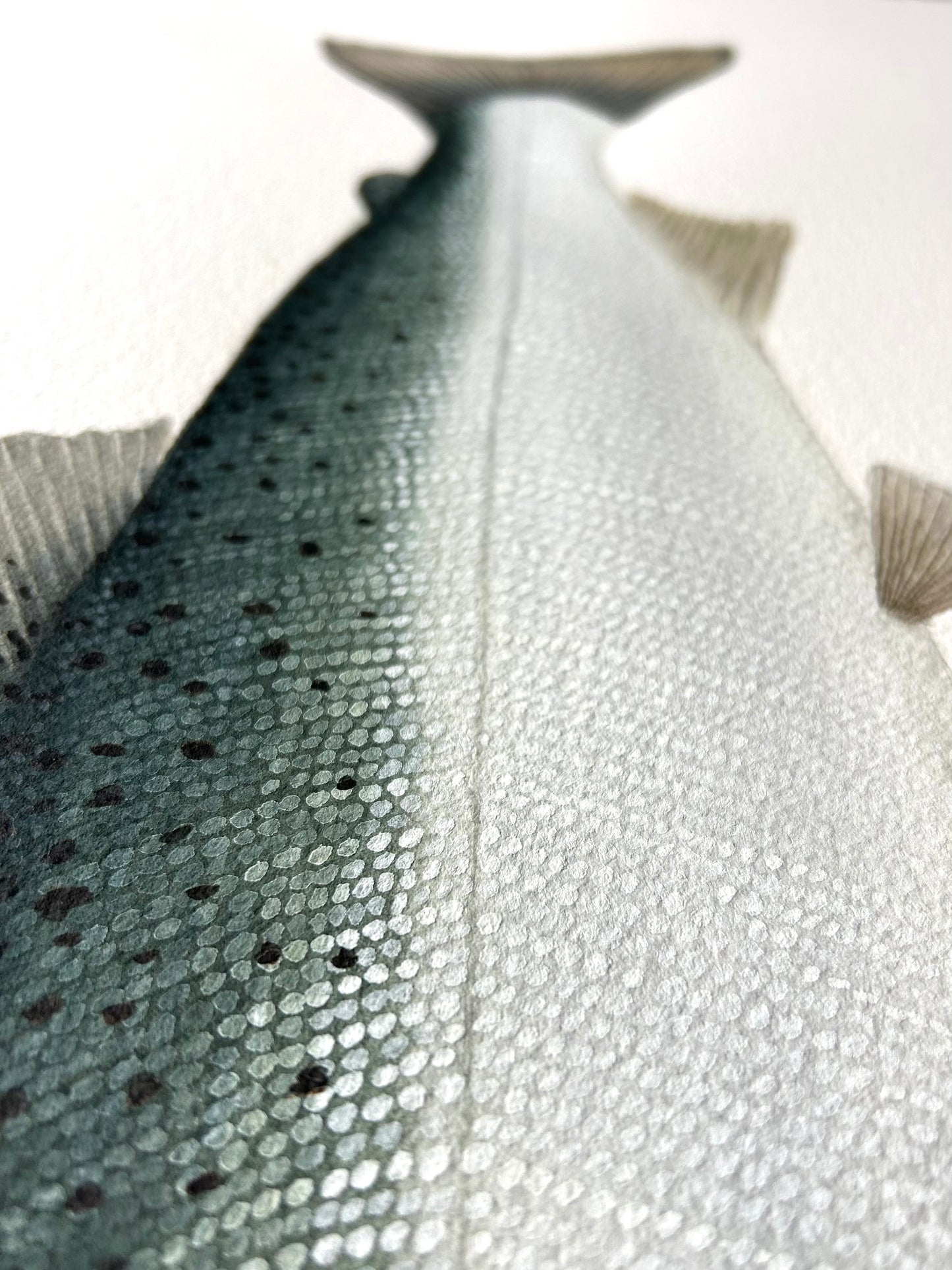 Original chrome Coho Salmon painting  22”x30”  watercolour x gouache (Copy)