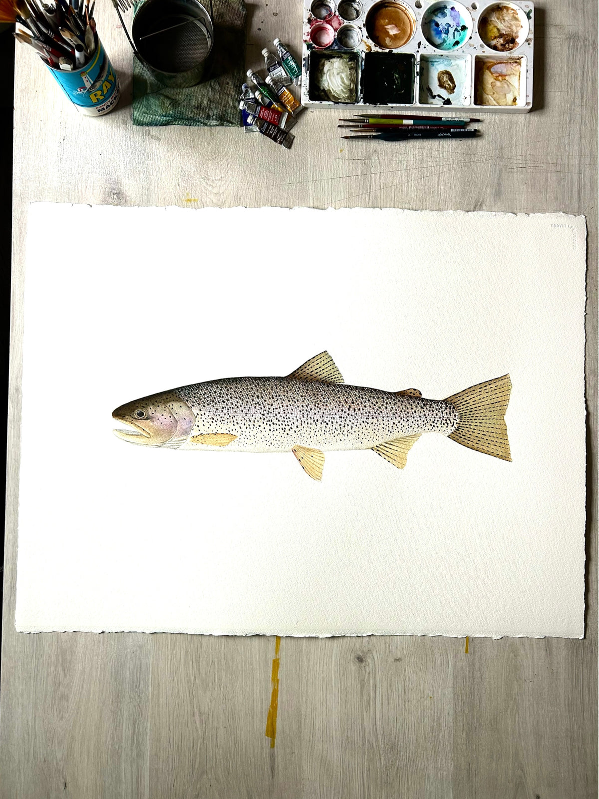 Original Coastal cutthroat trout painting  22”x30”  watercolour x gouache