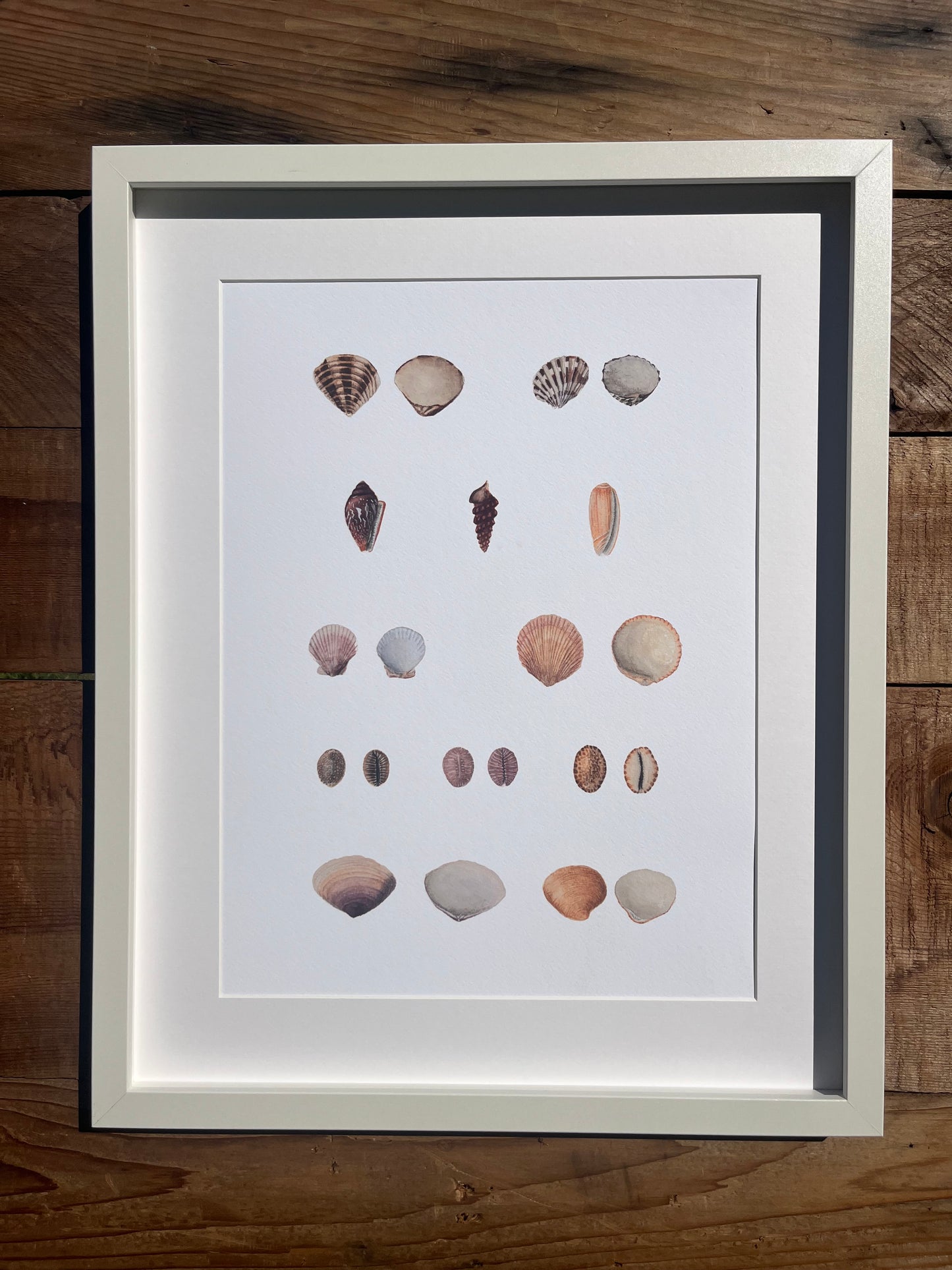 Shell Study Print