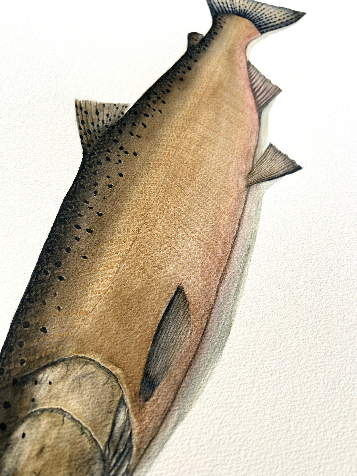 Original Chinook Salmon painting  22”x30”  watercolour x gouache
