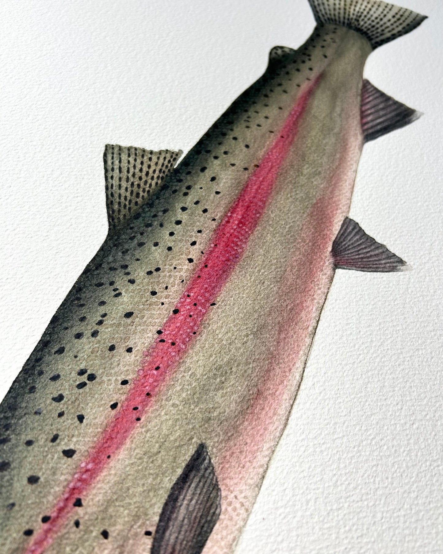 Original Spawning Steelhead painting  22”x30”  watercolour x gouache