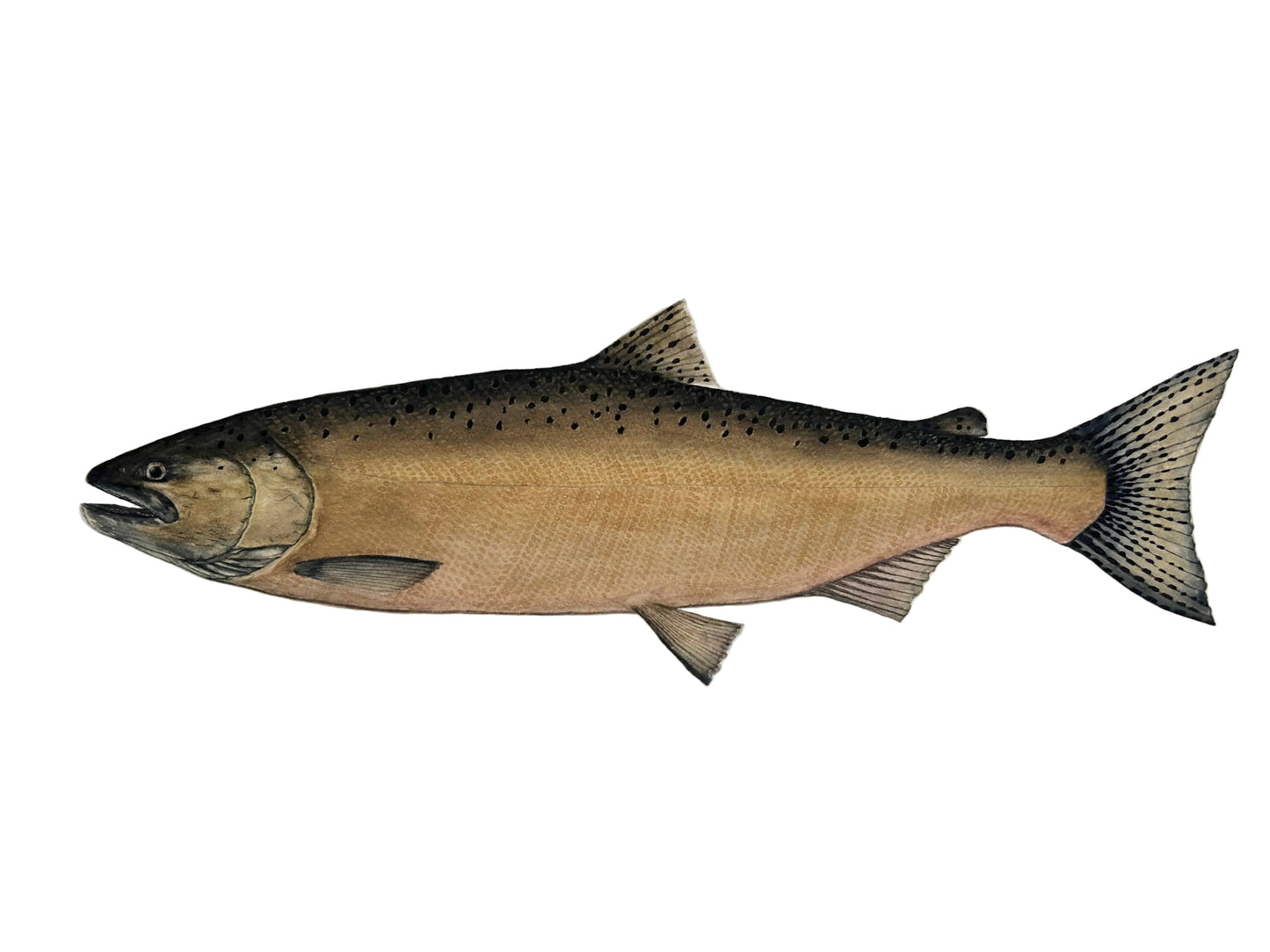 Chinook Salmon