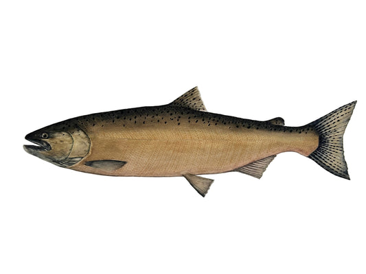 Chinook Salmon