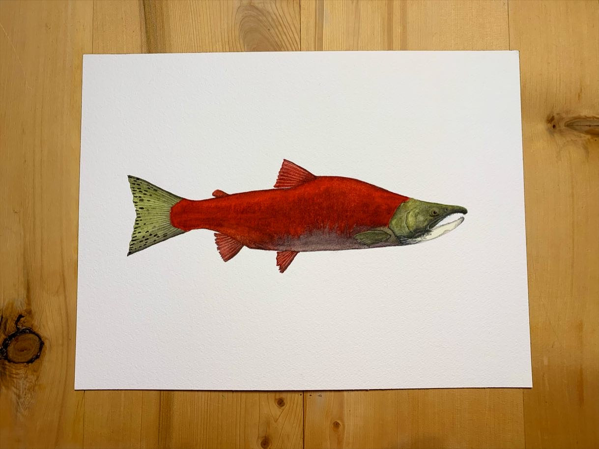 Original Sockeye Salmon