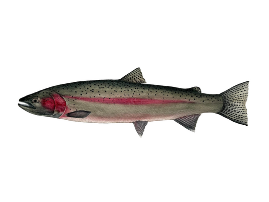 Original Spawning Steelhead painting  22”x30”  watercolour x gouache