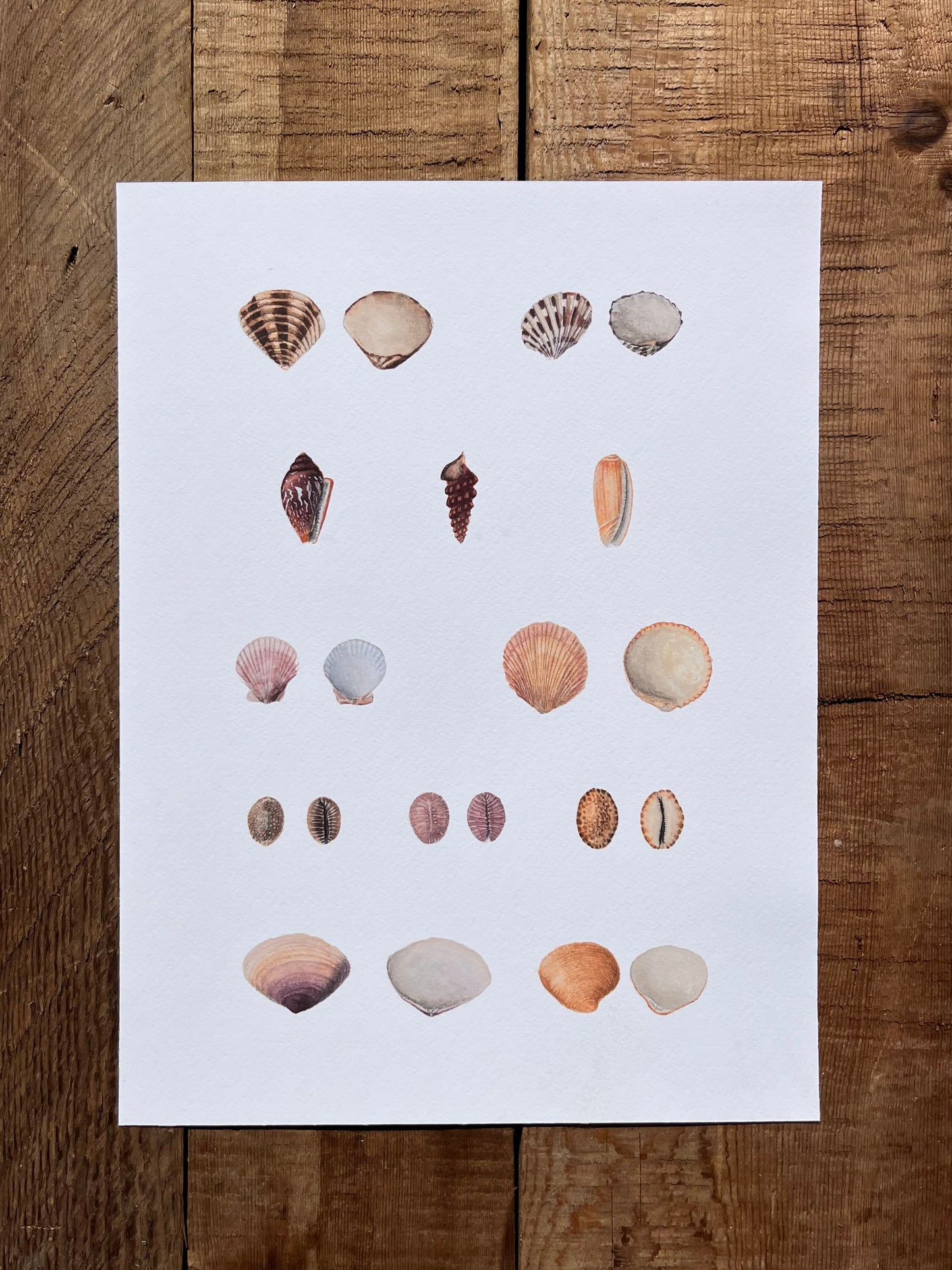 Shell Study Print