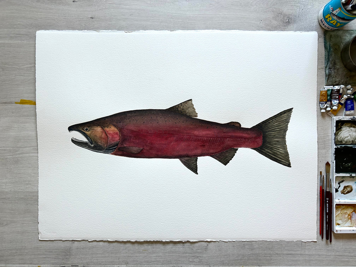 Original Spawning Coho Salmon painting  22”x30”  watercolour x gouache