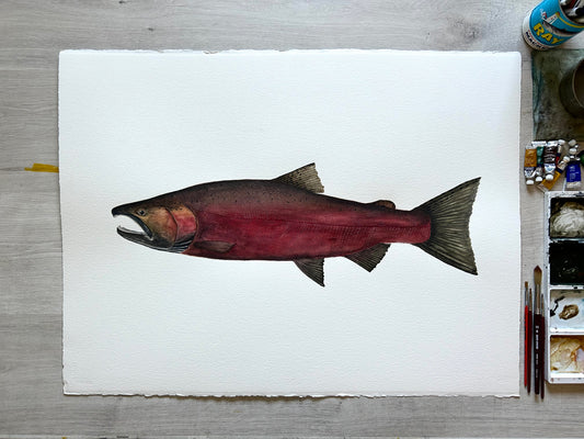 Original Spawning Coho Salmon painting  22”x30”  watercolour x gouache