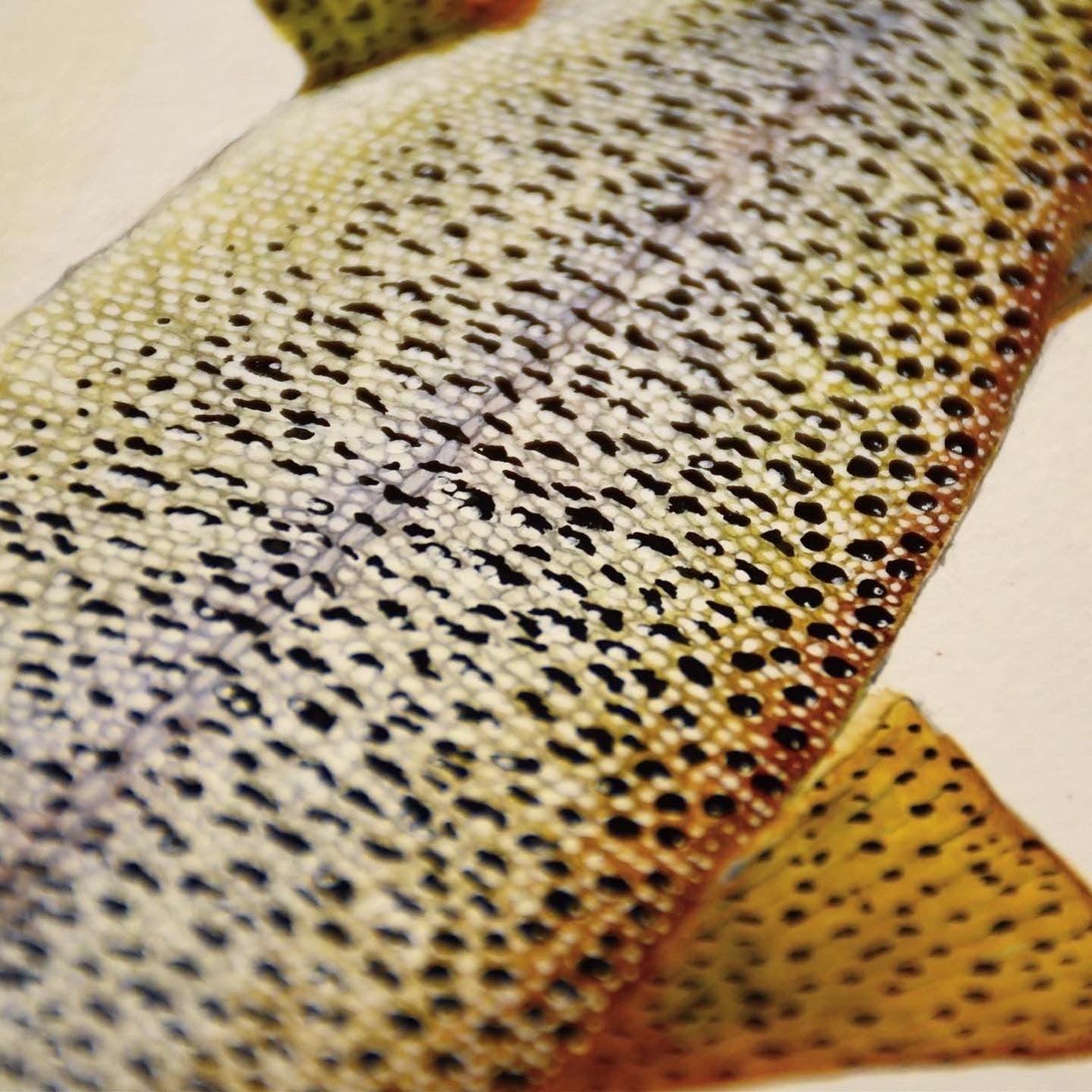 Original Cutthroat Trout