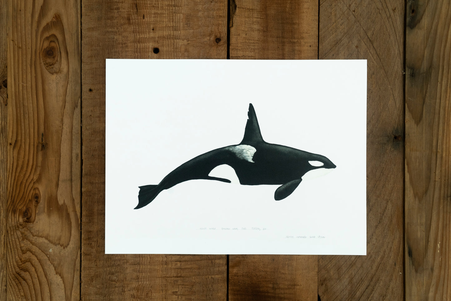 Orca Whale T063 "Chainsaw" Print