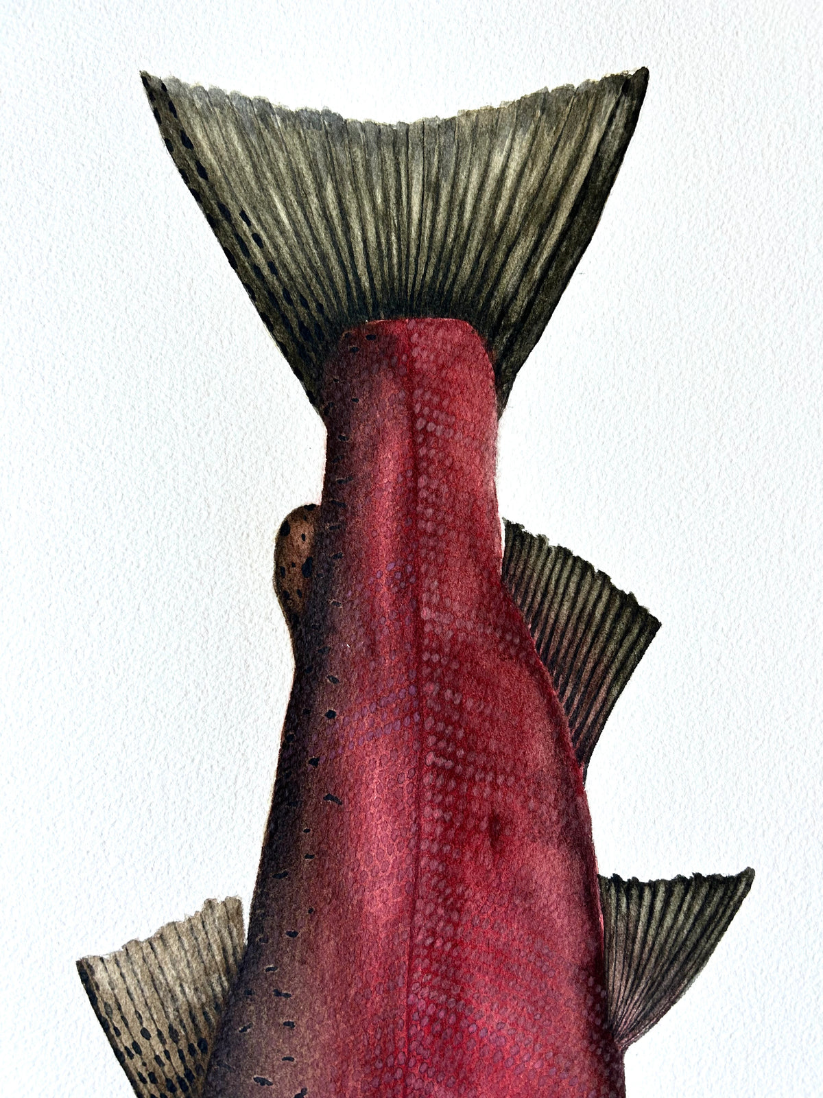 Original Spawning Coho Salmon painting  22”x30”  watercolour x gouache
