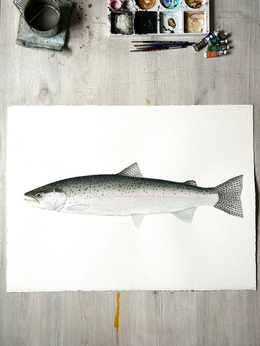 Original chrome Steelhead painting  22”x30”  watercolour x gouache