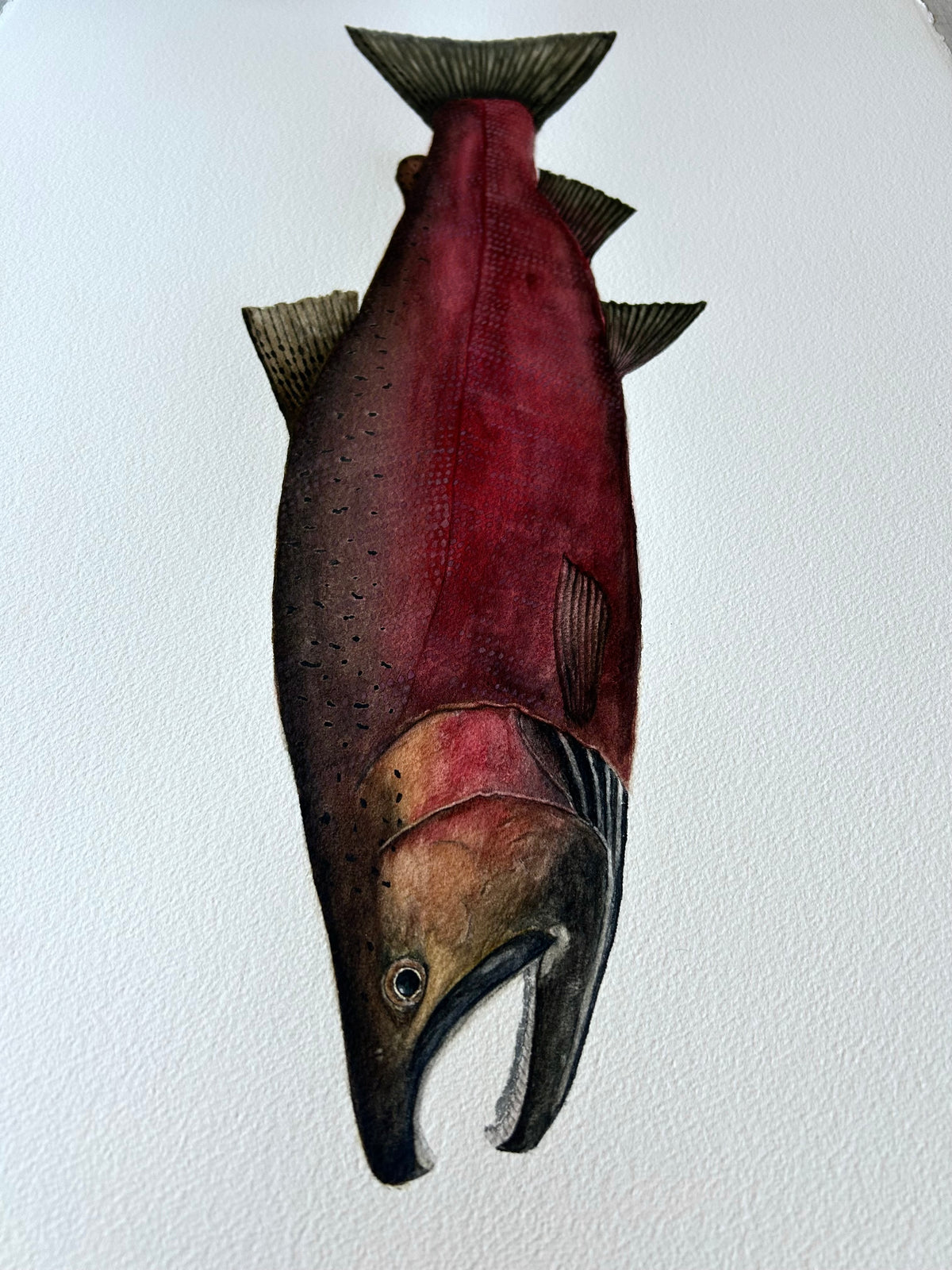 Original Spawning Coho Salmon painting  22”x30”  watercolour x gouache