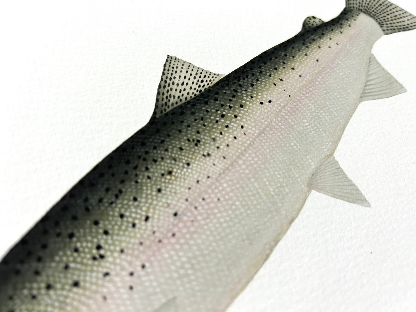 Chrome Steelhead
