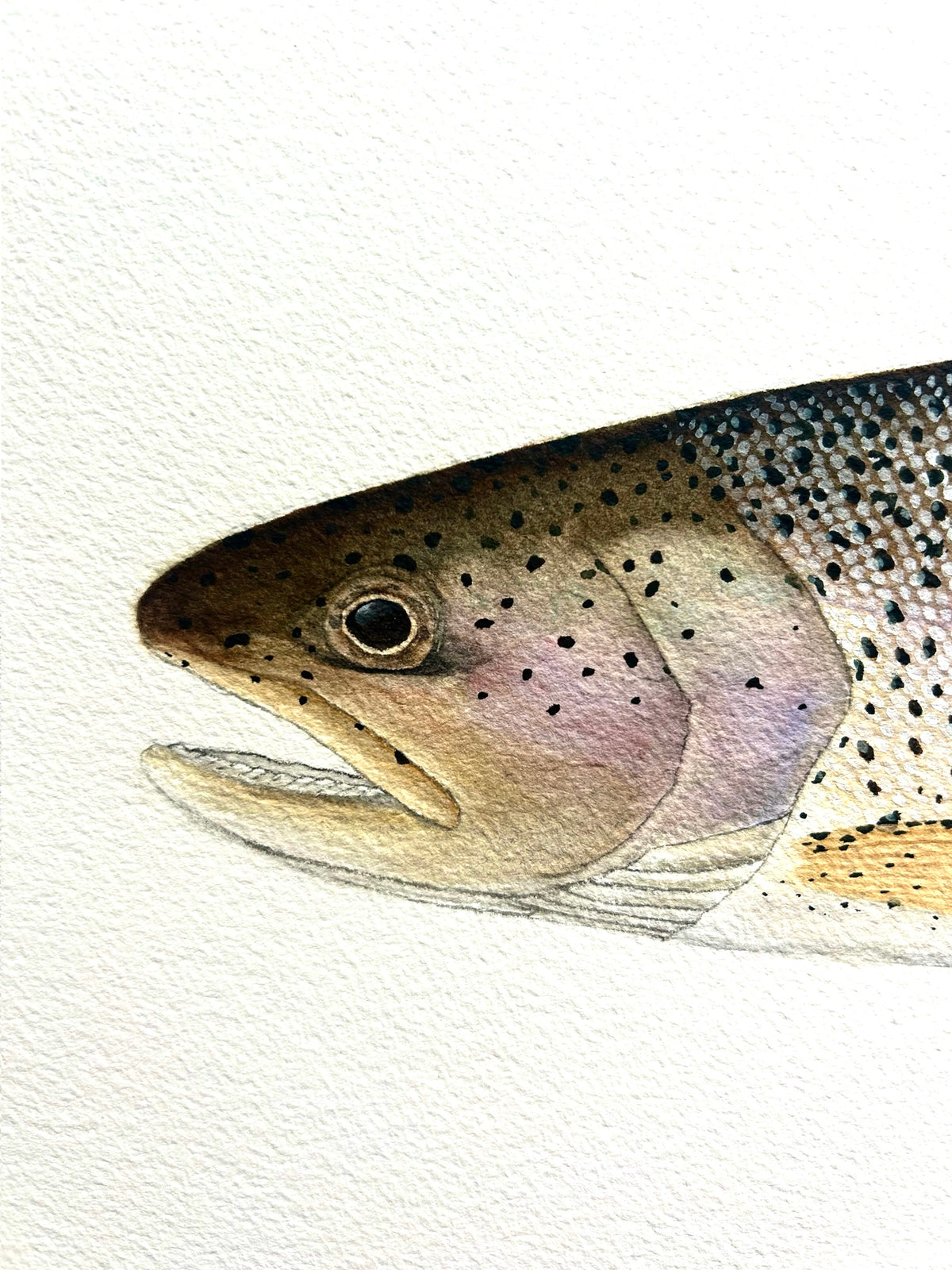 Original Coastal cutthroat trout painting  22”x30”  watercolour x gouache