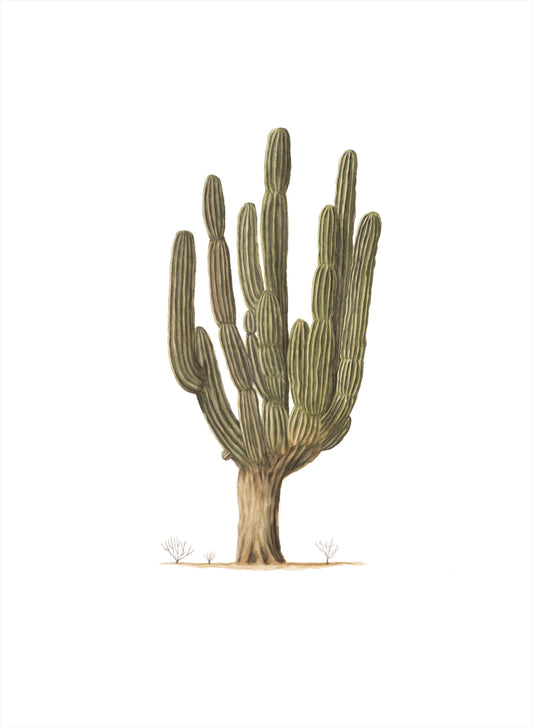 Giant Cardon Cactus Print