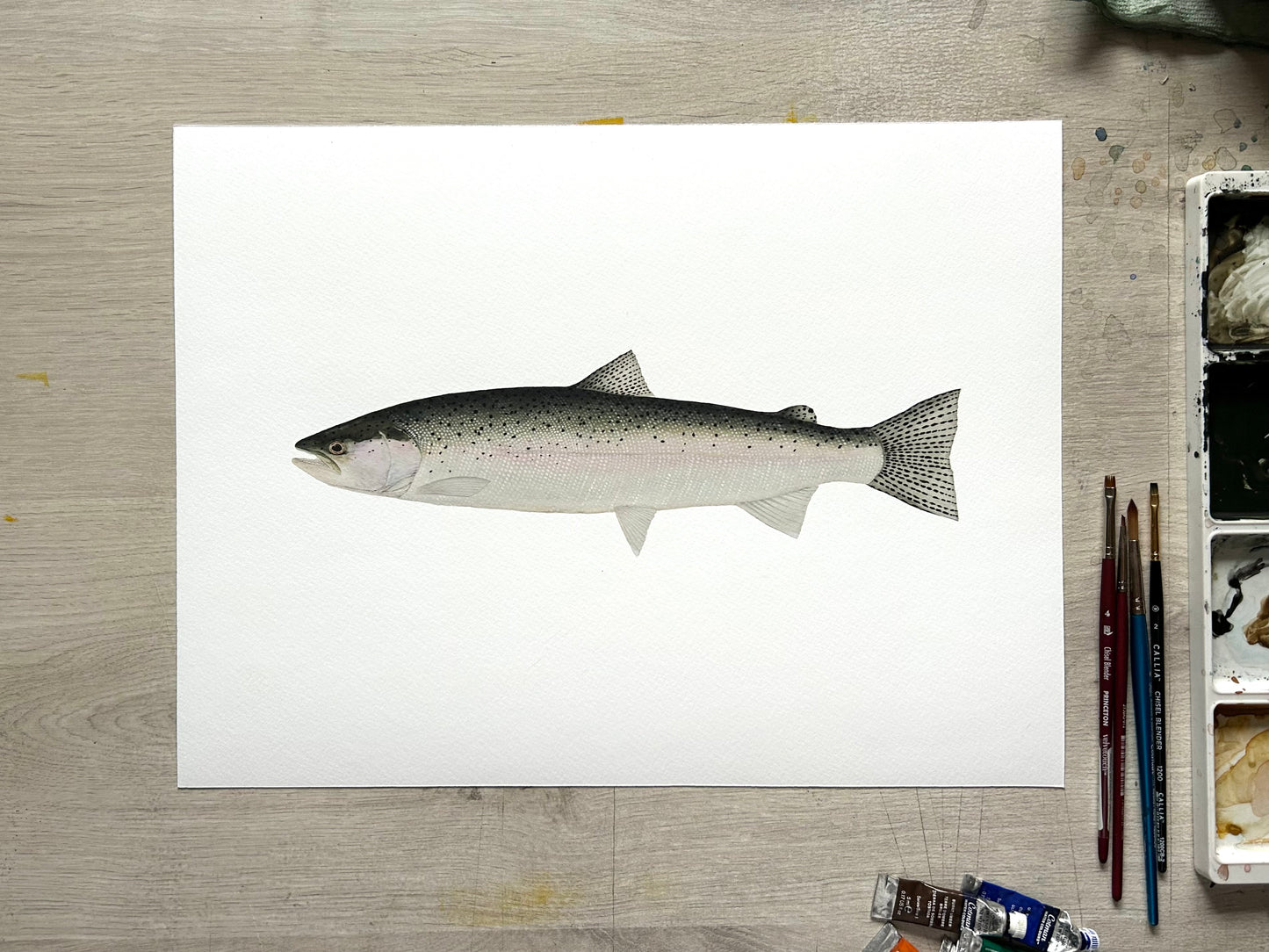 Chrome Steelhead