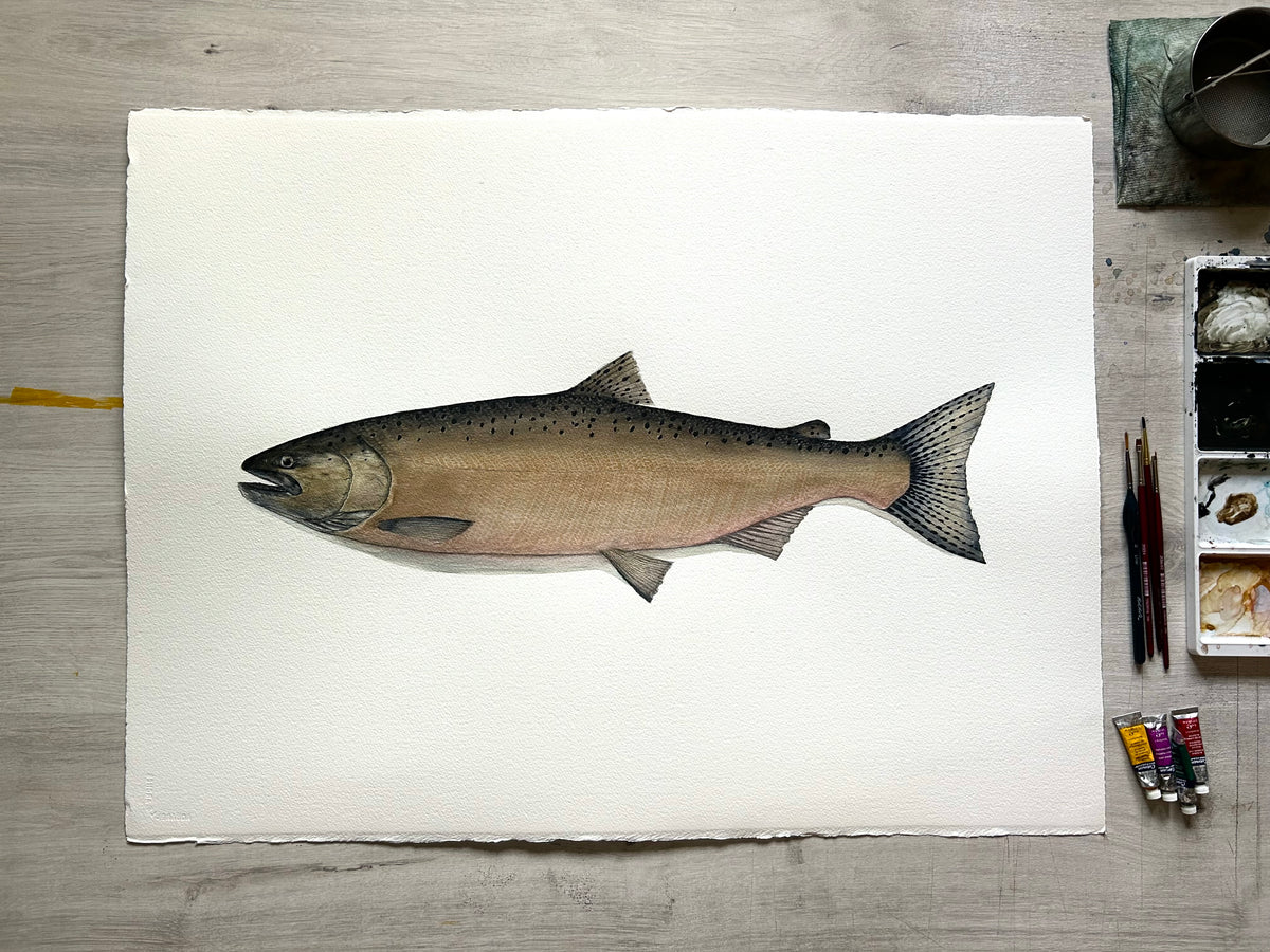 Original Chinook Salmon painting  22”x30”  watercolour x gouache