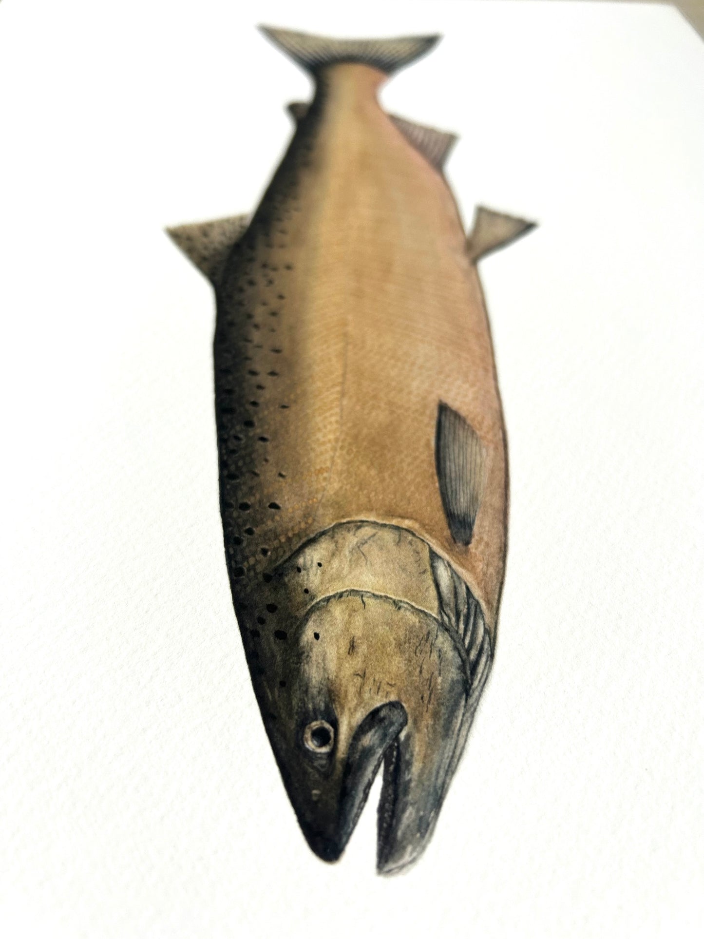 Chinook Salmon