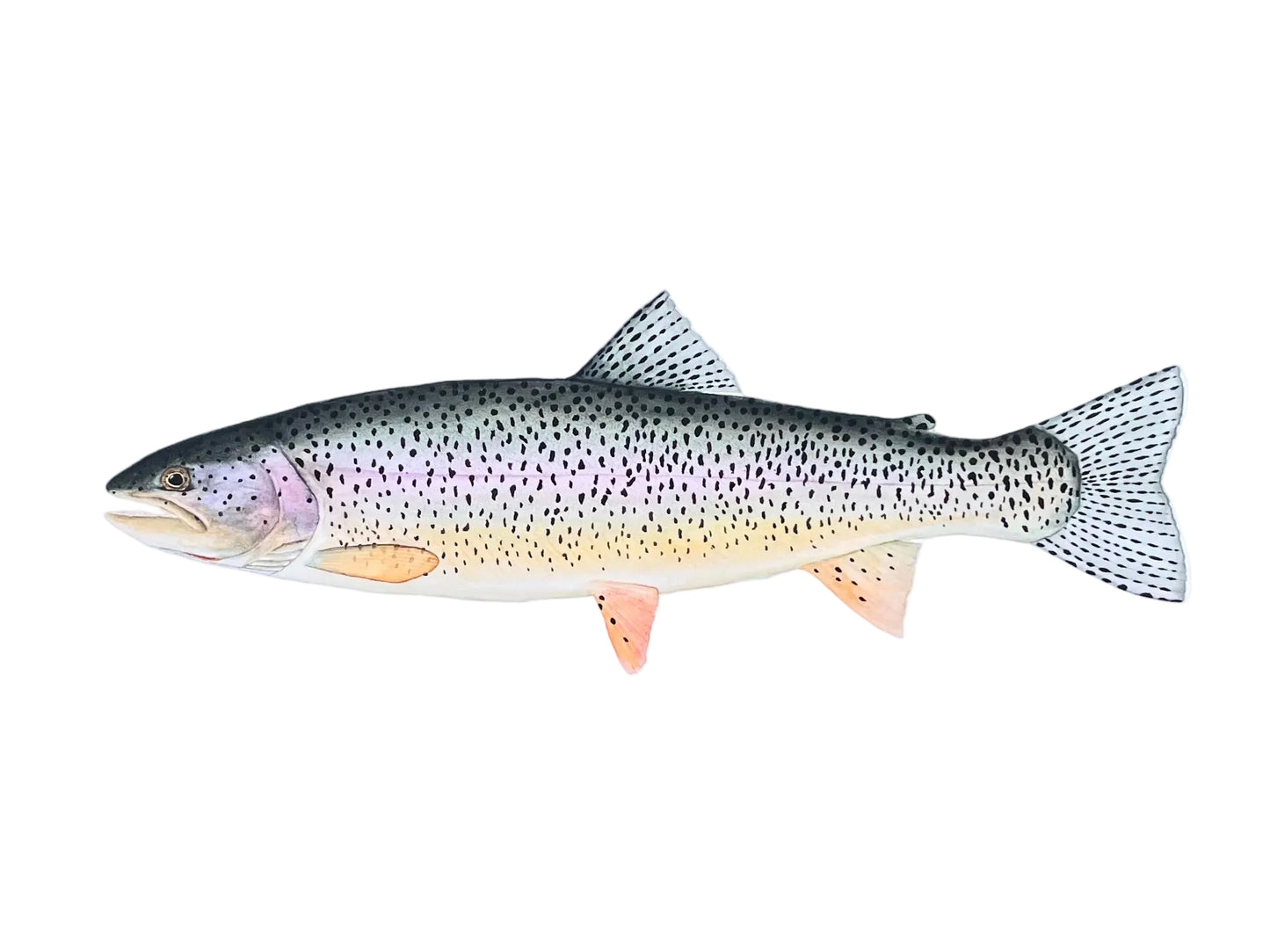 Coastal Cutthroat Trout Print X Coastal Cutthroat Coalition