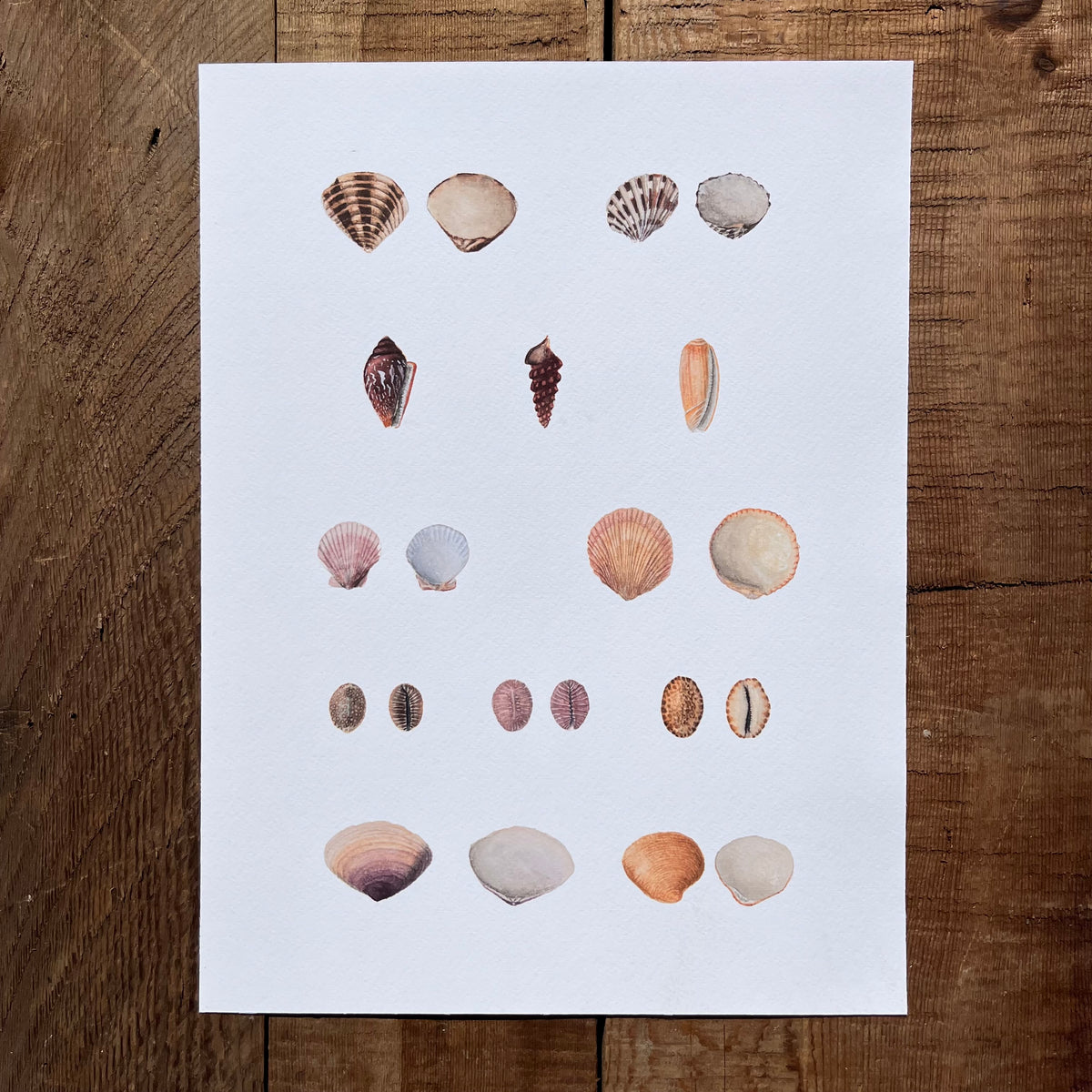 Shell Printed Objects Shell Study Print – Forel Art