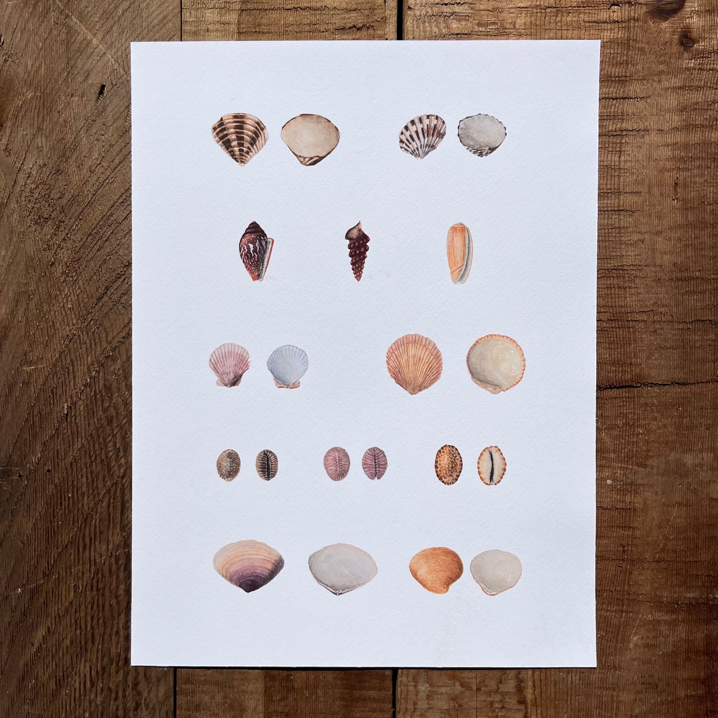 Shell Study Print