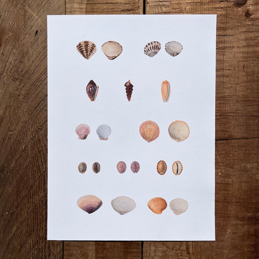 Shell Study Print