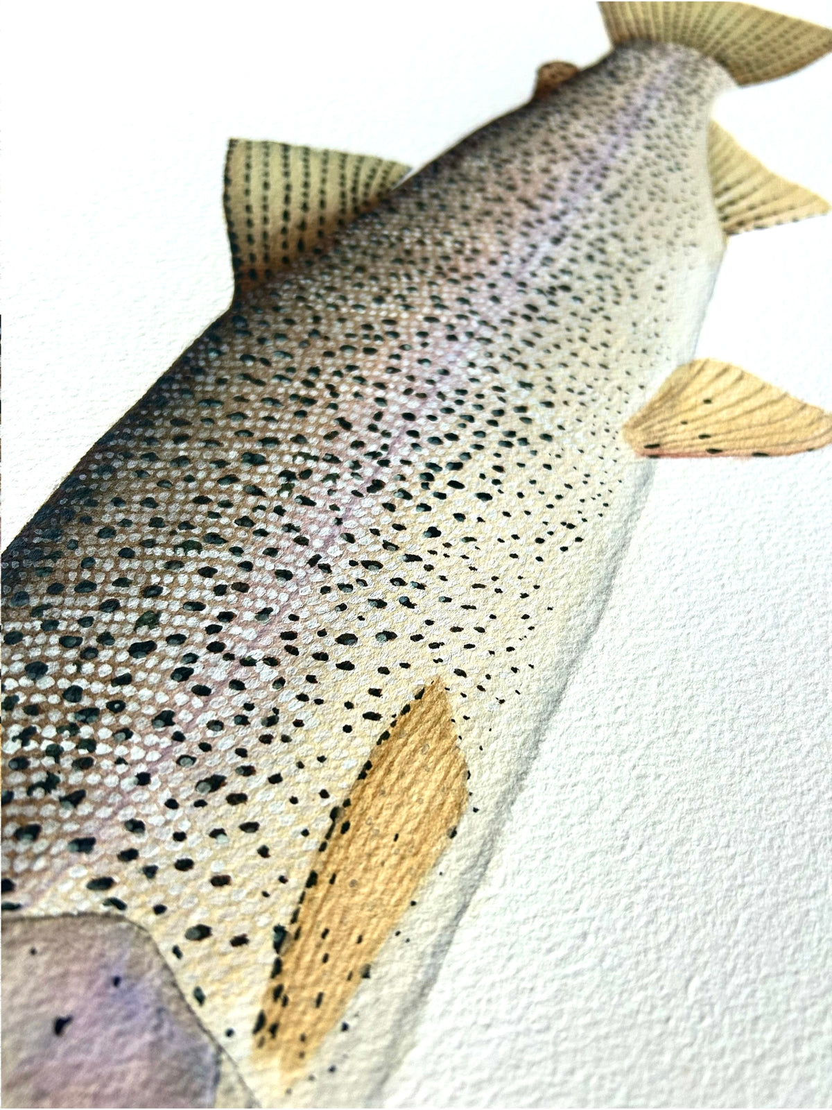 Original Coastal cutthroat trout painting  22”x30”  watercolour x gouache