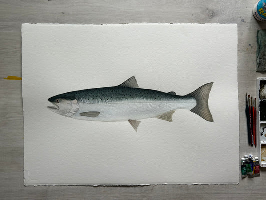 Original chrome Coho Salmon painting  22”x30”  watercolour x gouache (Copy)