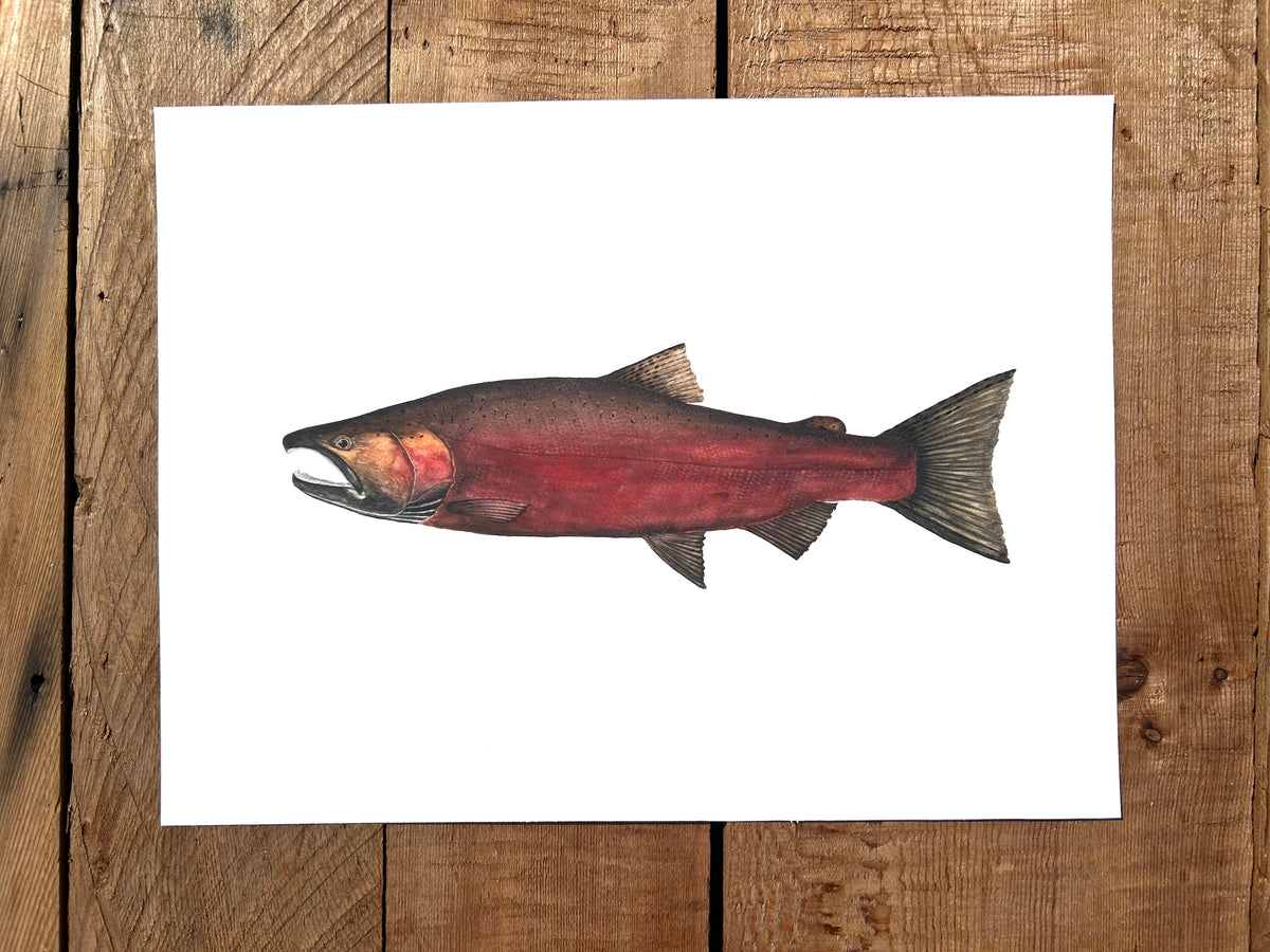 Spawning Coho Salmon print