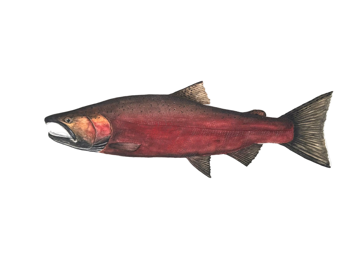 Spawning Coho Salmon print