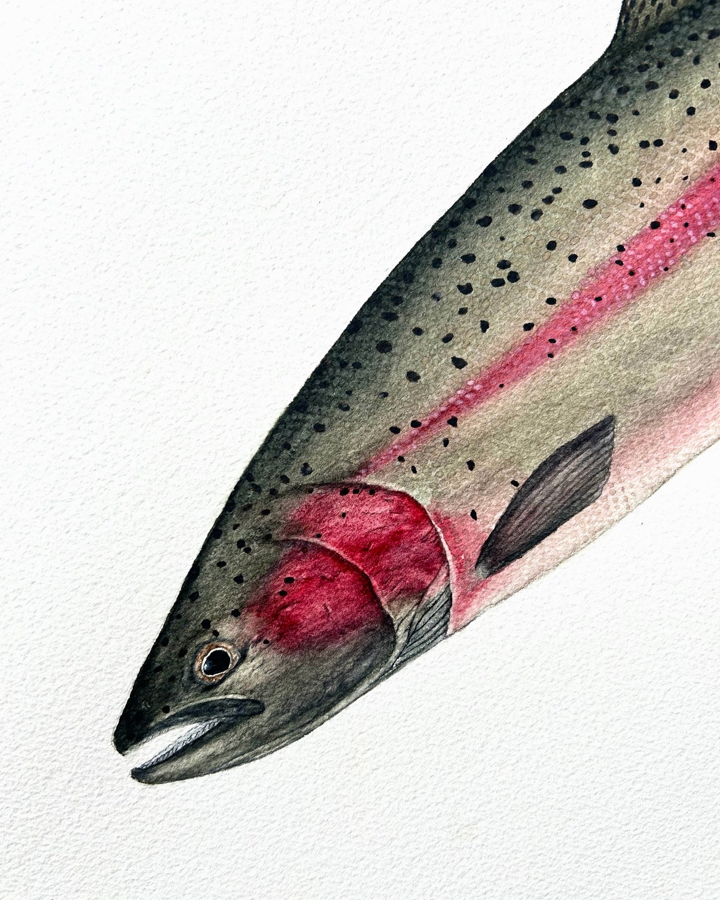 Original Spawning Steelhead painting  22”x30”  watercolour x gouache