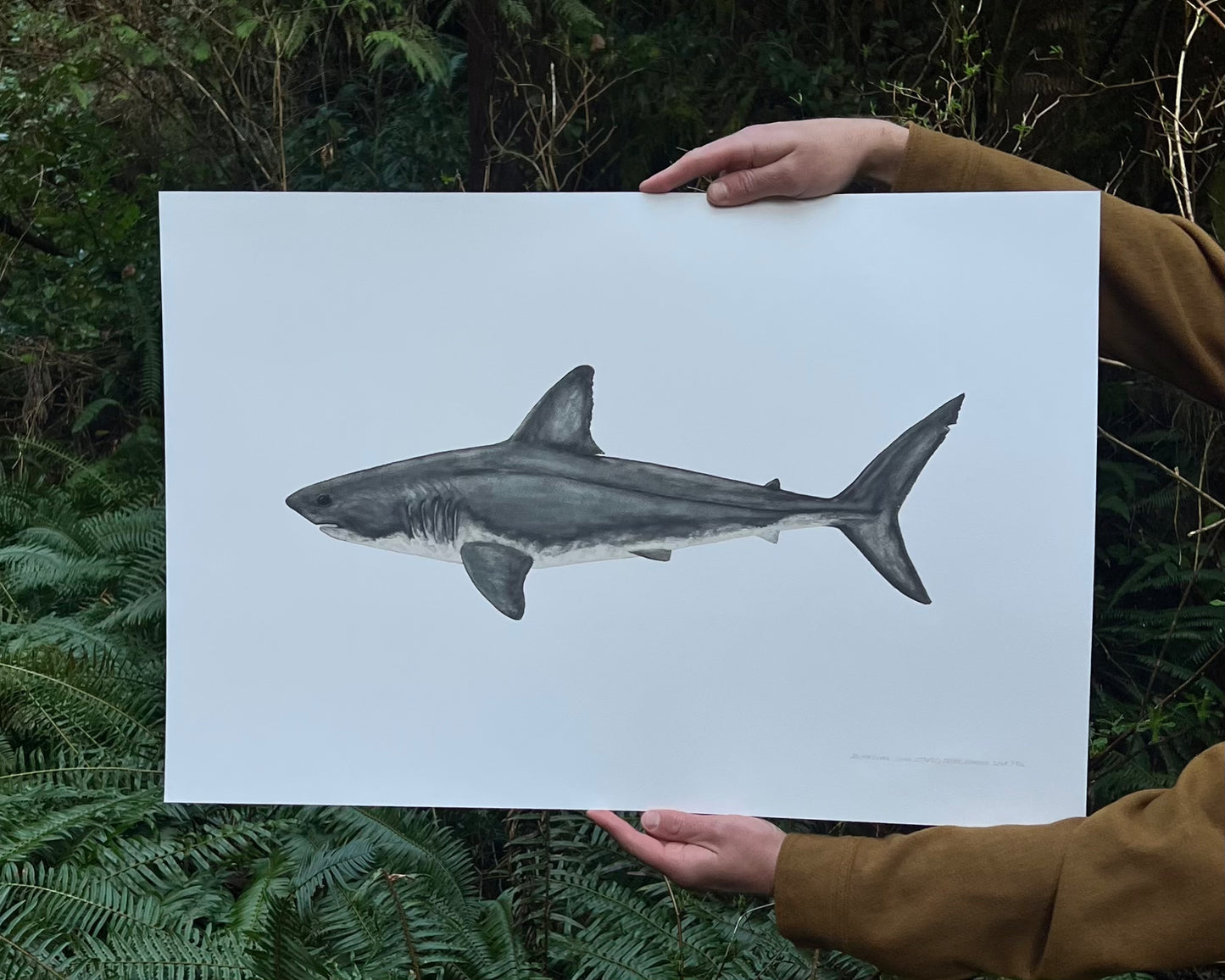 Salmon Shark